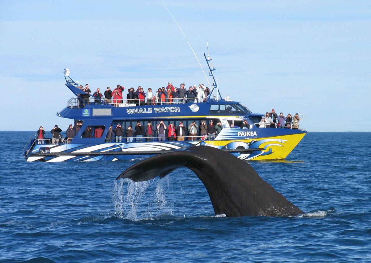 Whale Watch Kaikoura