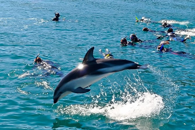 Dolphin Encounter Tours