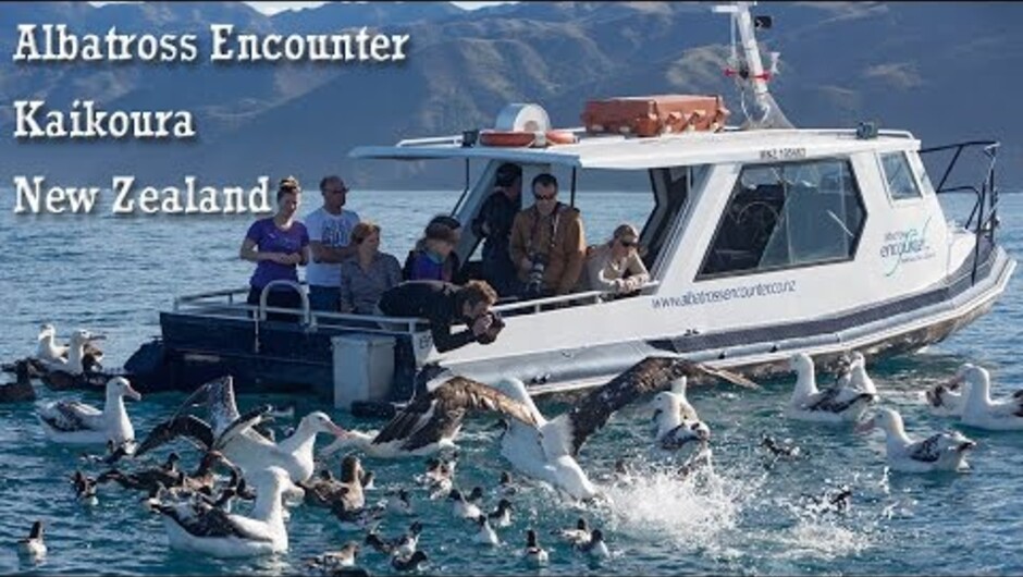 Albatross encounters tour