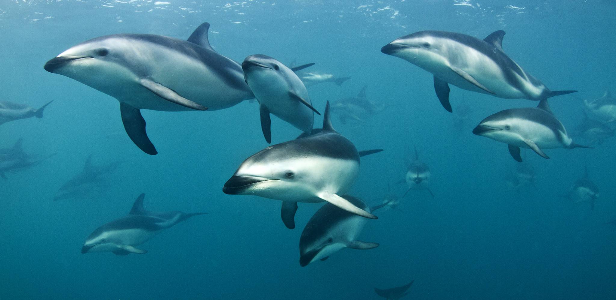 Kaikōura Dolphins