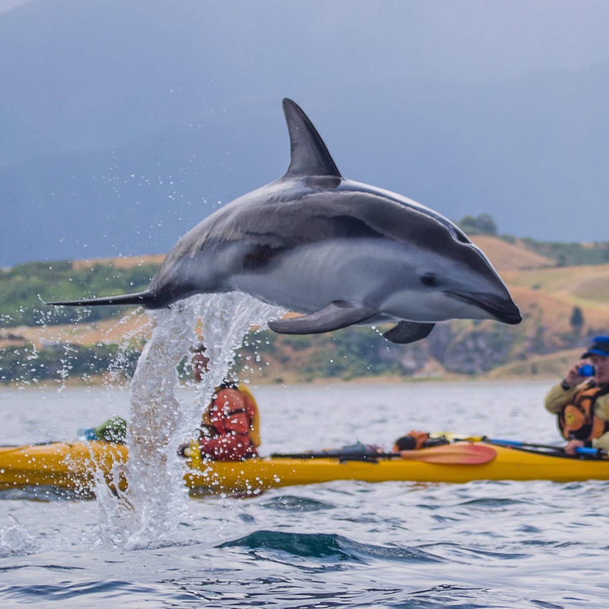 Kaikoura Kayaks