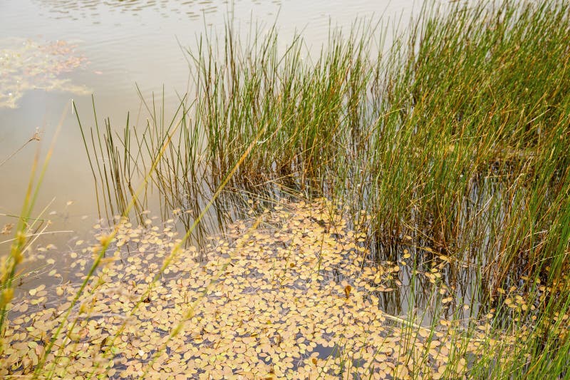 Lake Reed