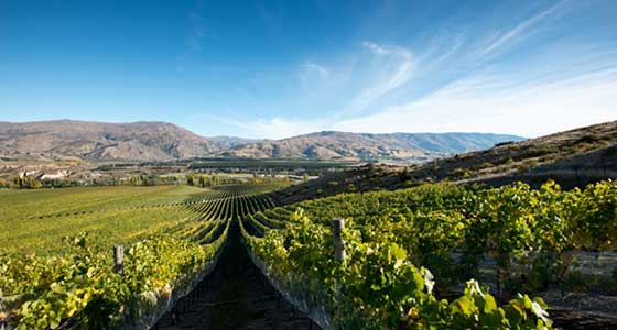 Appellation Central Wine Tours