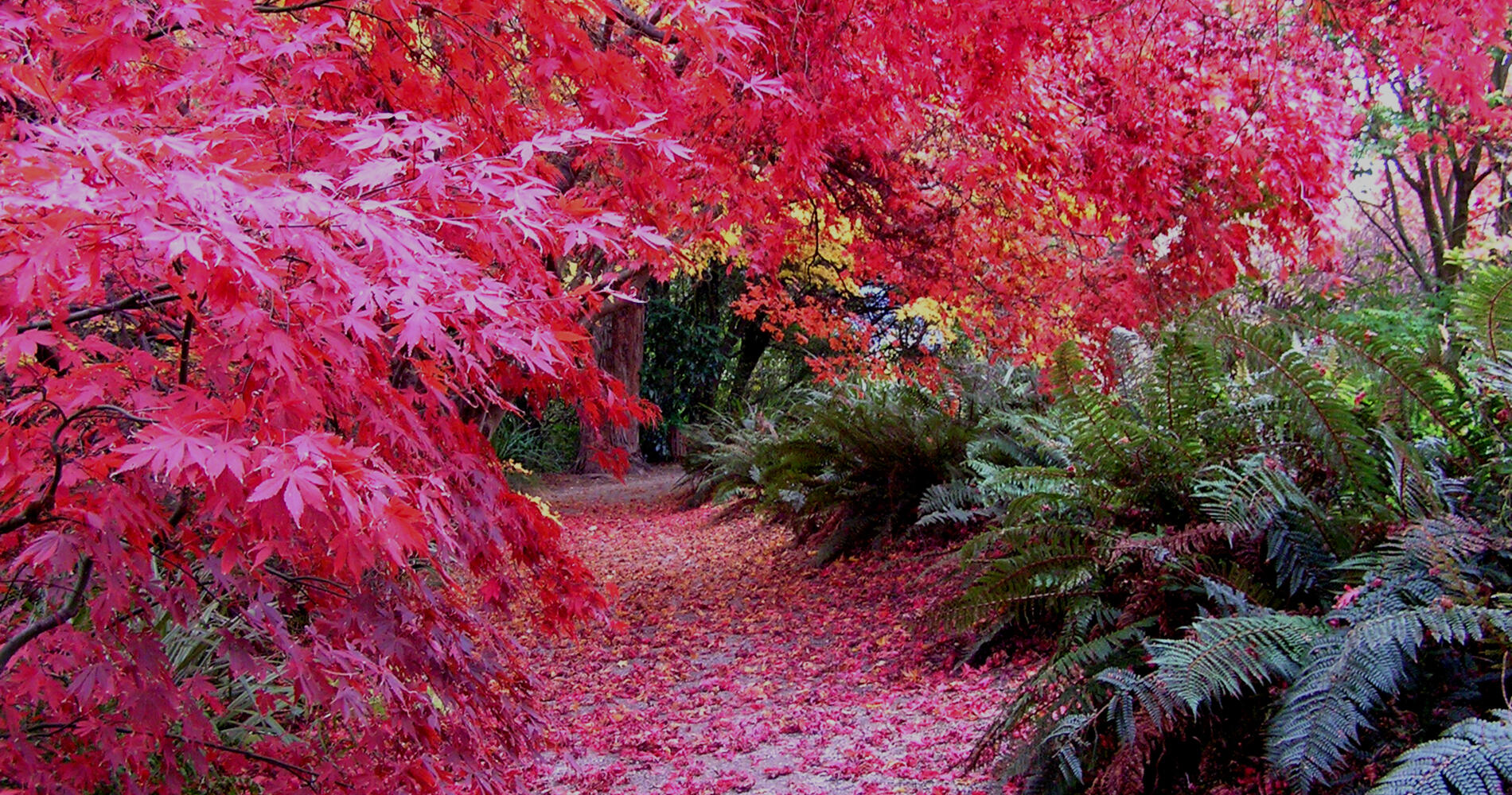 Dunedin Botanic Gardens