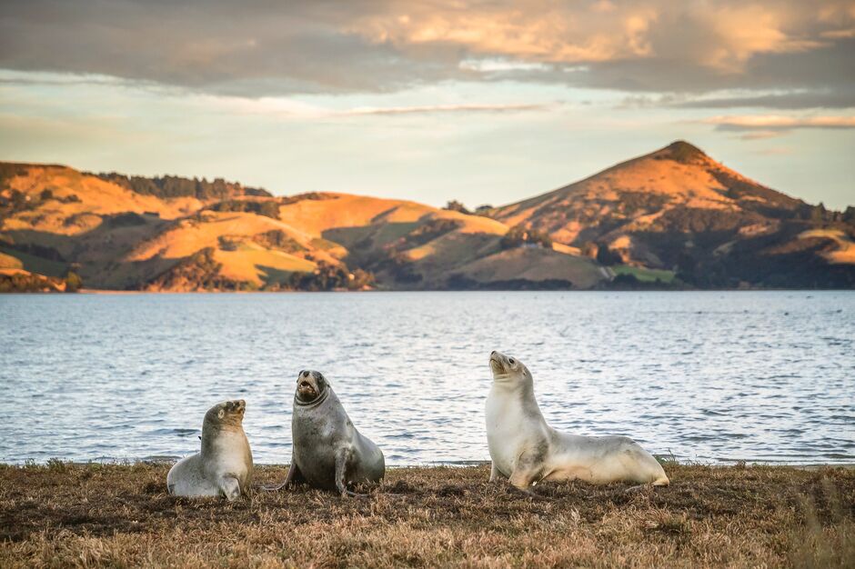 Otago Peninsula