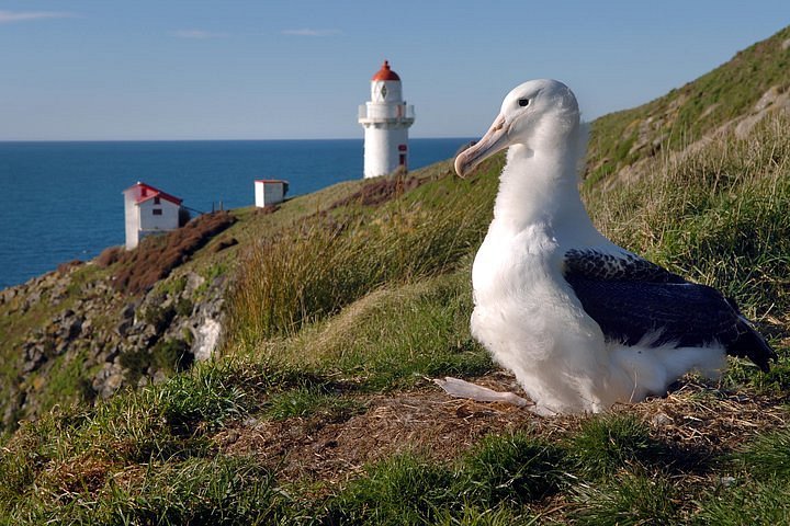 Albatross Colony