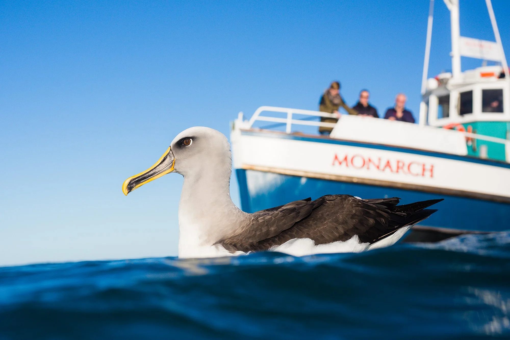 Monarch Wildlife Cruises