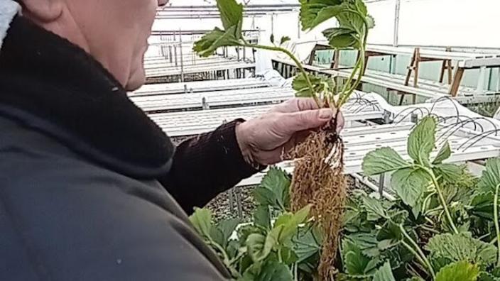 Chris Greenyard Veges