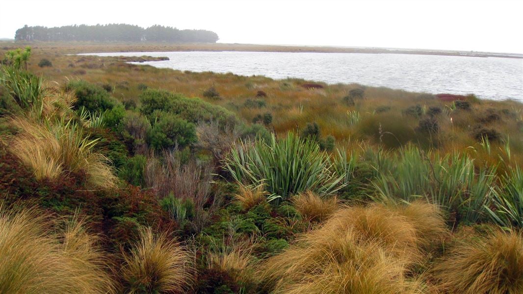 Waituna Wetlands