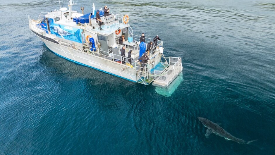 Shark Experience Bluff