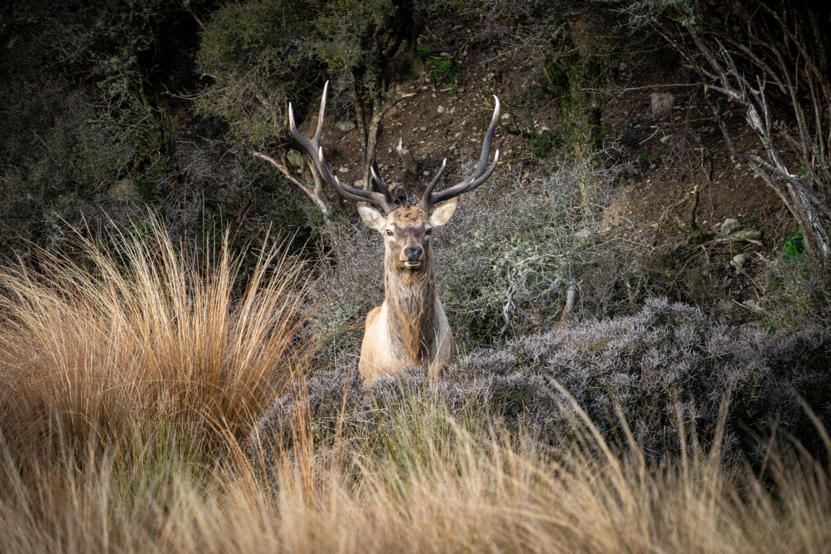Fiordland Big 3
