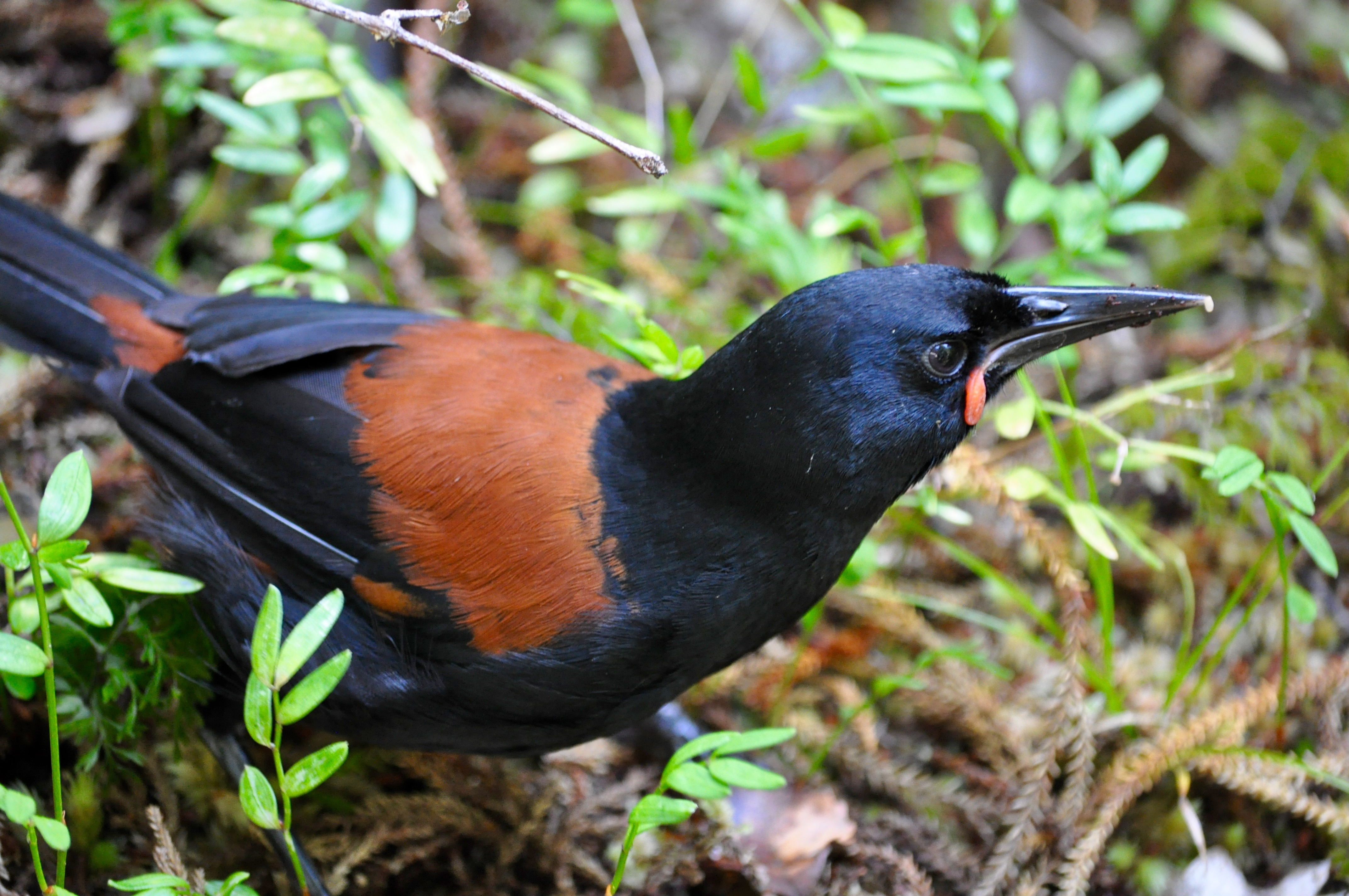 Beaks & Feathers Guided Walks