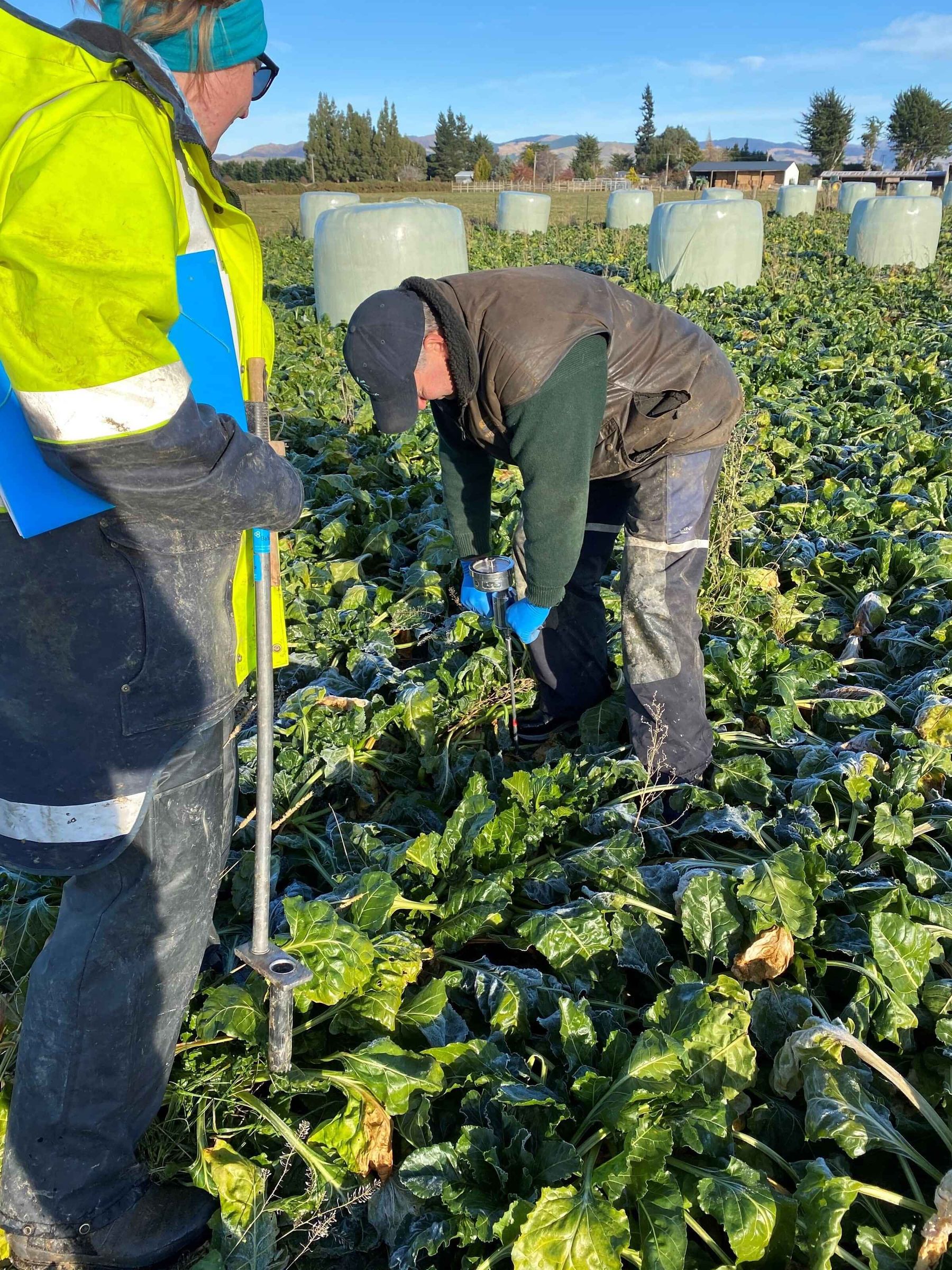 Winter Crop Cultivation Trial