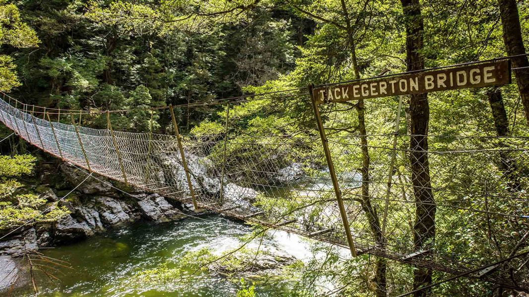 Waikaia Forest