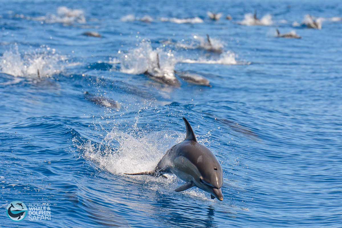 Auckland Whale & Dolphin Safari