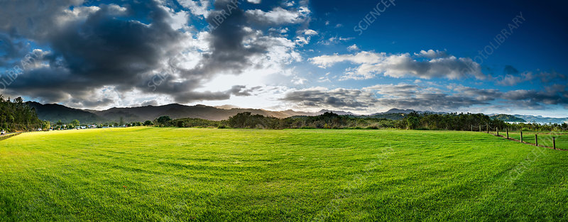 Field and Green