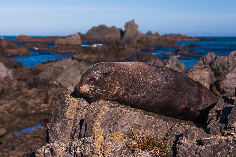 Seals at Red Rocks