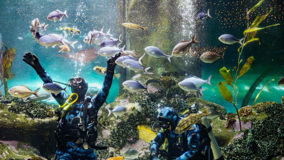 National Aquarium of New Zealand
