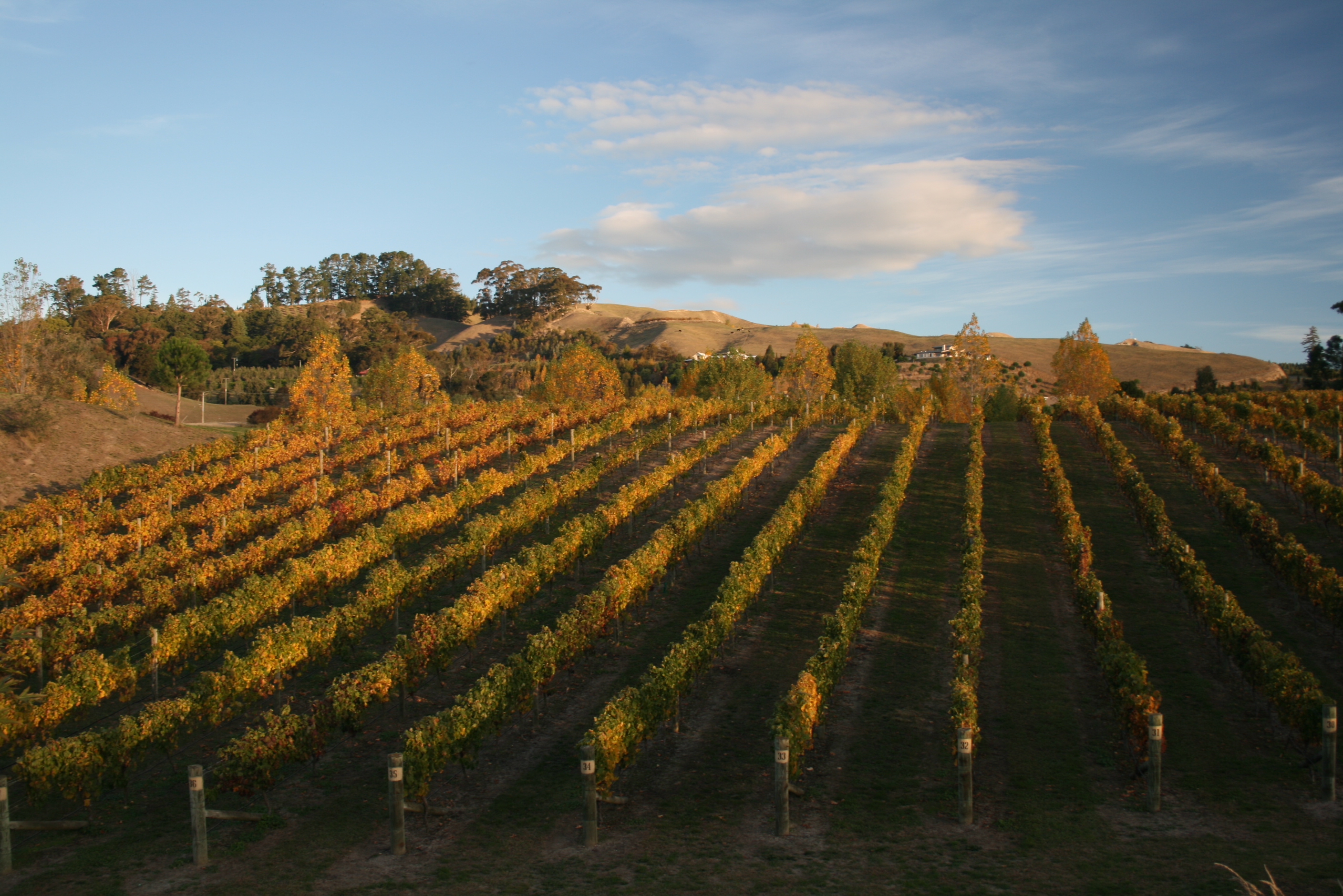 Hawke's Bay Wine