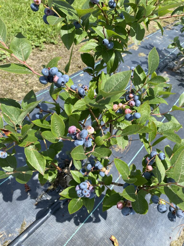 Blueberry Patch