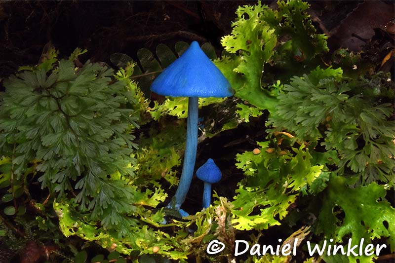 Taranaki Fungi