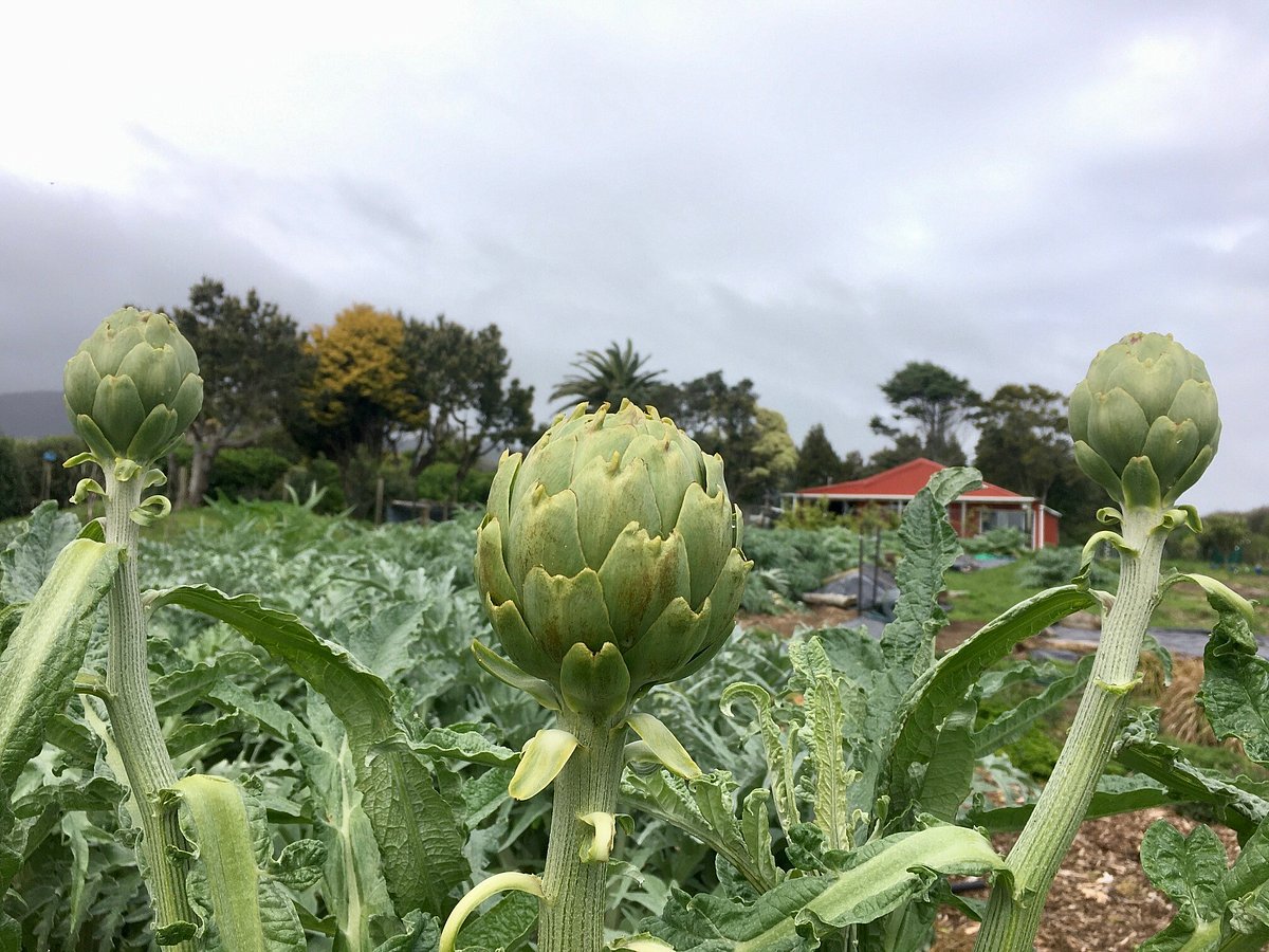 Coastal Market Garden