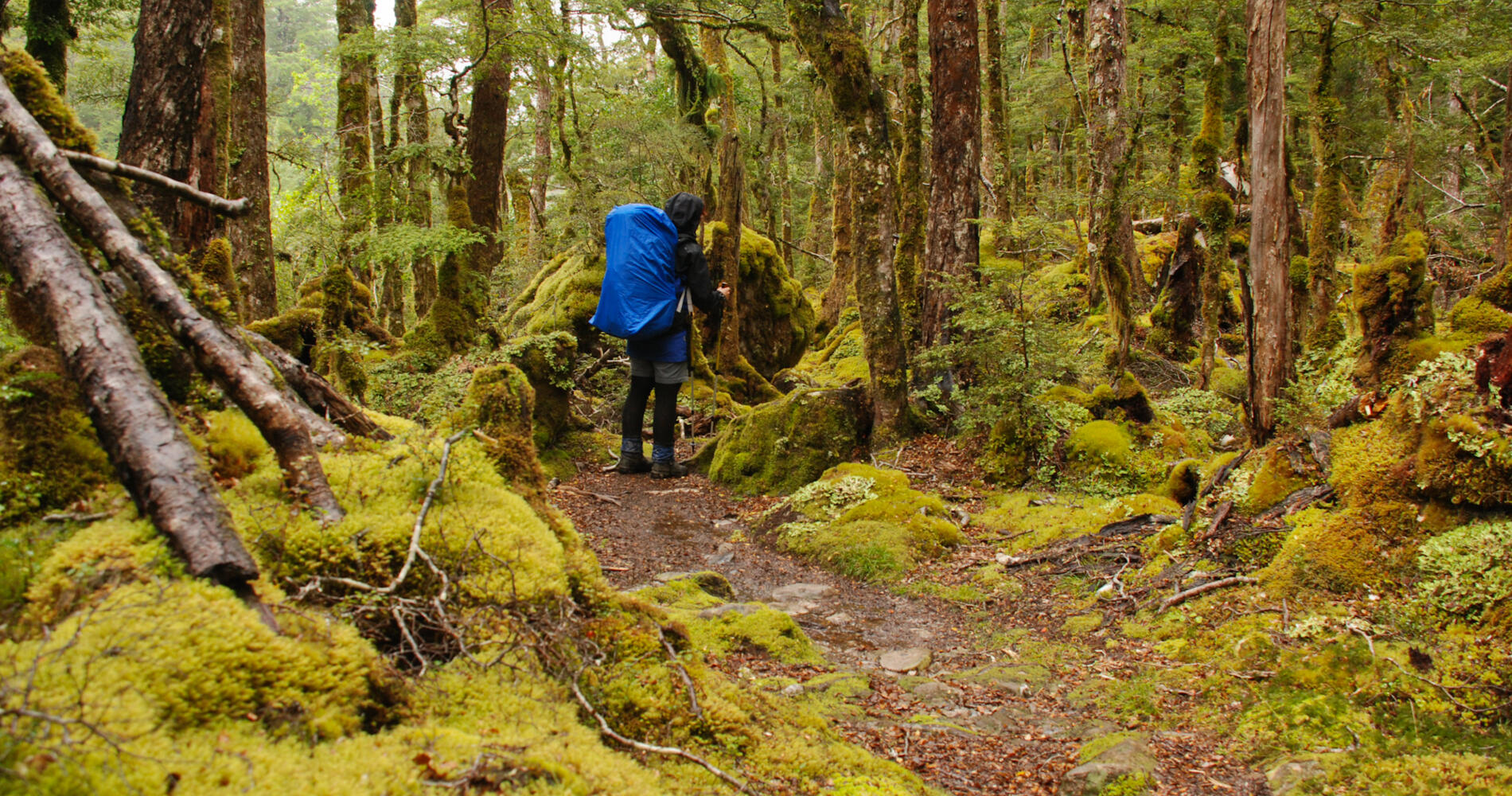 Goblin Forest