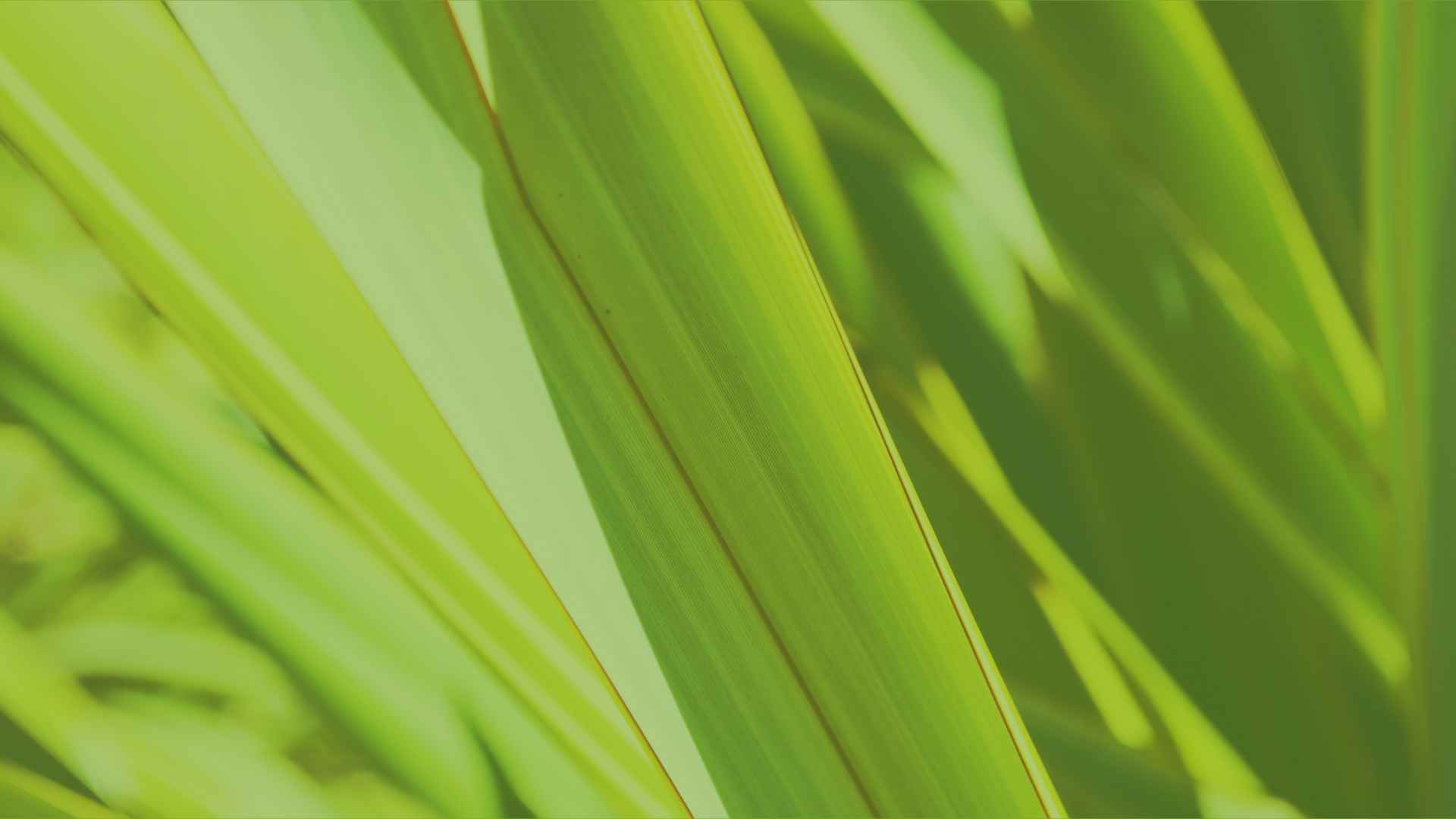 Te Pū Harakeke—Community Collective Manawatū