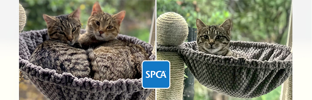 SPCA - Gisborne Centre NZ