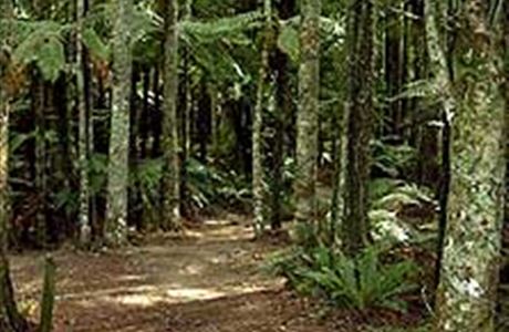 Marawaiwai scenic reserve