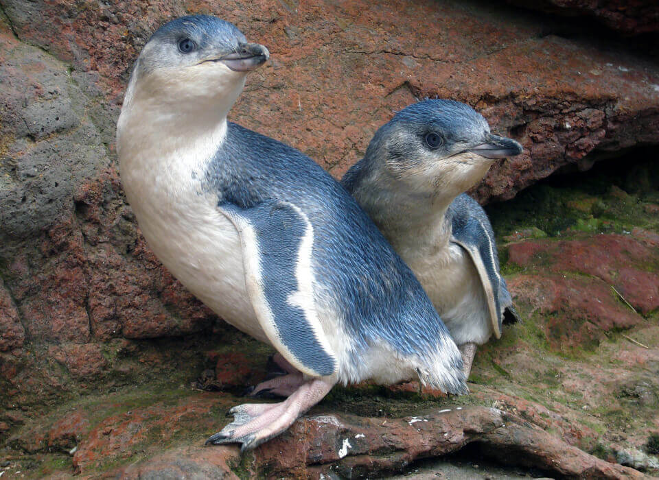 Pōhatu Penguins