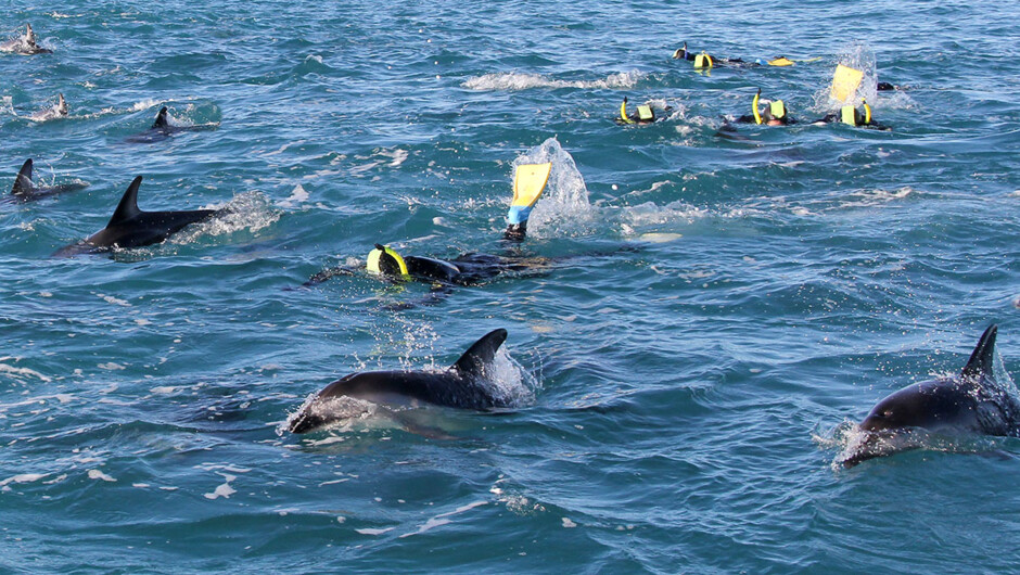 Dolphin Encounter