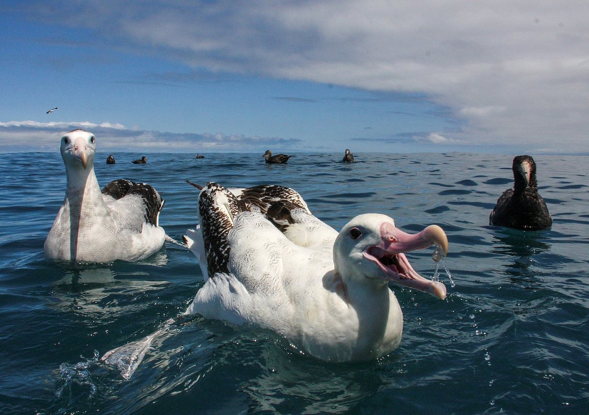Albatross Encounter