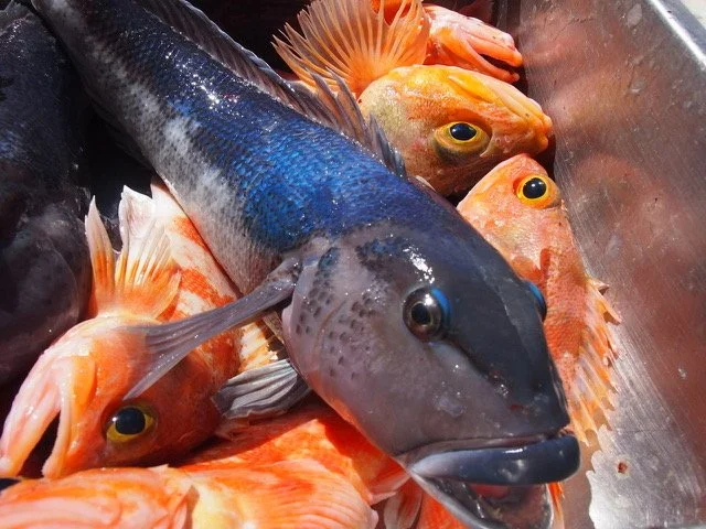 Fish Kaikoura